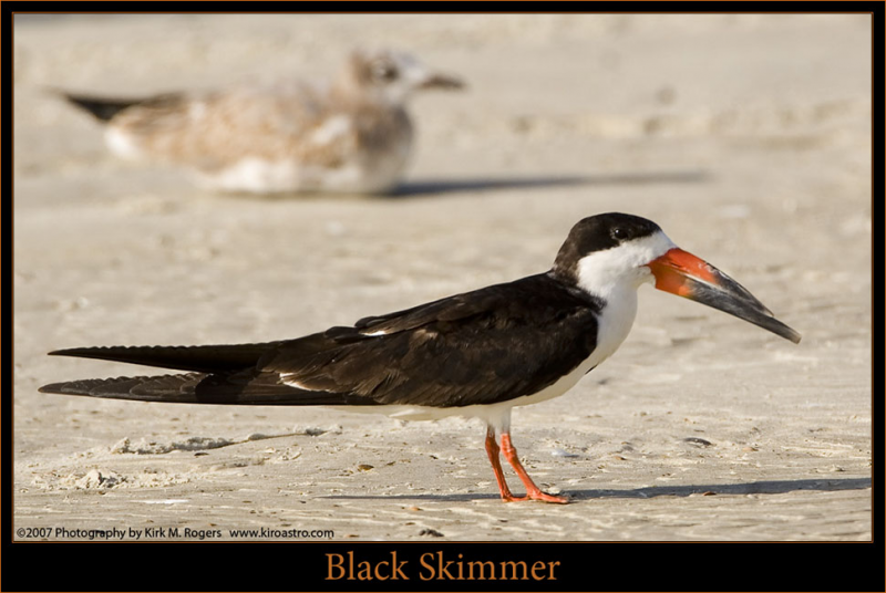 #black-skimmer, #Boothbay-Register, #Wiscasset-Paper